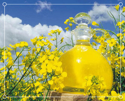 European canola oil