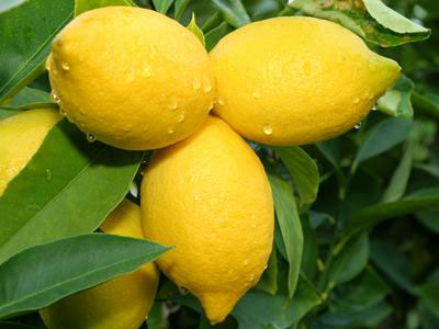 fresh lemons for drying