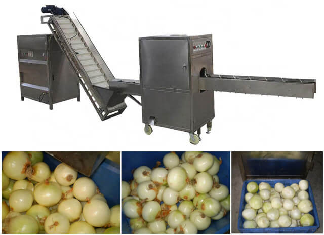 Onion processing plant