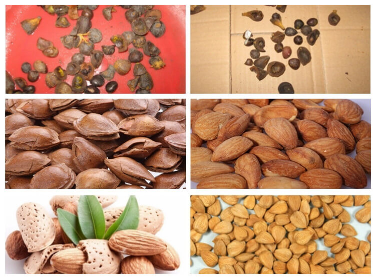 palm nut shelling machine application for cracking almond, palm nut, etc
