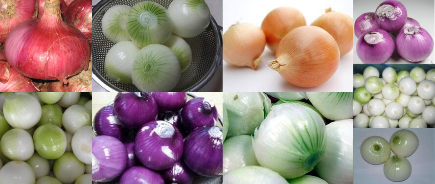 peeled onions processed by automatic onion peeling machine