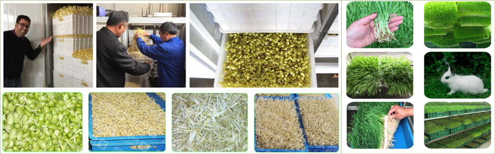 bean sprouting machine application